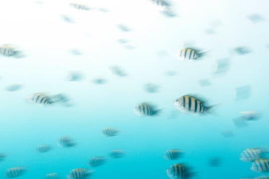 Sergeant Major Fish School Swimming Underwater