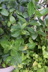Fototapeta premium dry leaves on the plant during the day in summers