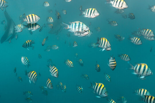 Sergeant Major Fish School Swimming Underwater