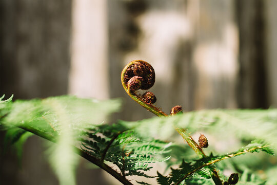 fiddleleaf fern frond unfurling