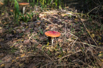 Amanita muscari. Toxic and hallucinogen beautiful red-headed mushroom Fly Agaric in grass on autumn forest background. source of the psycho-active drug Muscarine