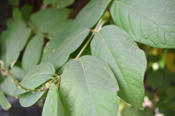 Capturing the tree leaves from closeup during the day in the shade
