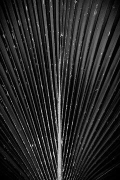 palm leaf detail in black and white