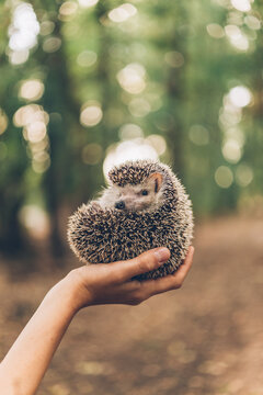 hedgehog in the hands of a young girl