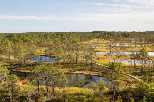Wooden path through the Viru Raba bog, Lahemaa National Park, Estonia