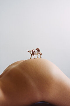 Cow on the top of buttocks