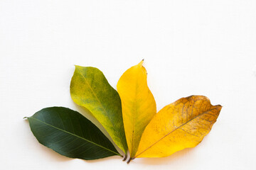 background texture nature leaf fresh green changed until dried in autumn season arrangement flat lay style on white wooden