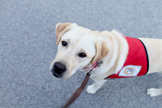 Labrador Retriever Service Dog Images – Browse 4,132 Stock Photos ...