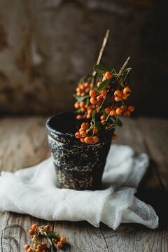 Orange pyracantha berries