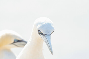 Portrait of pair of Northern Gannet, Sula bassana, Two birds love in soft light, animal love behaviour