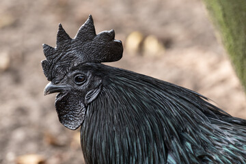 Schwarzer Hahn der Geflügelrasse Ayam Cemani