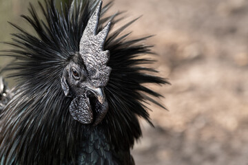 Schwarzer Hahn der Geflügelrasse Ayam Cemani © Daniel Beckemeier