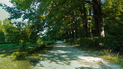 Obraz premium Shady alley in the old park. The sandy footpath goes forward. The branches of the trees bent over the path, forming an arch of leaves. Nearby is a lawn. Sunny day. Russia. Sochi.