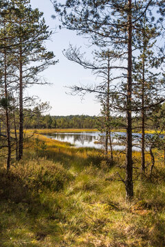 Trees in a swamp, Viru Raba, Lahemaa National Park, Estonia