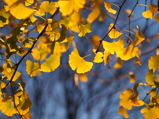 Autumn Yellow Leaf of Ginkgo 