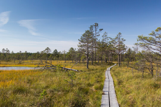 Wooden path through the Viru Raba bog, Lahemaa National Park, Estonia