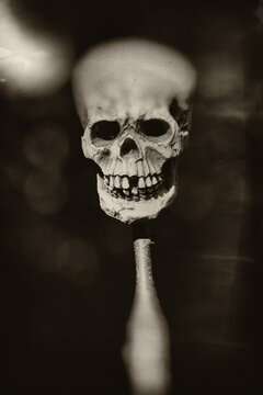 Grainy b&w image of a skull on a stick