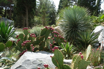 Park in Foros, various cacti. Crimea nature.  © Ольга Суровова