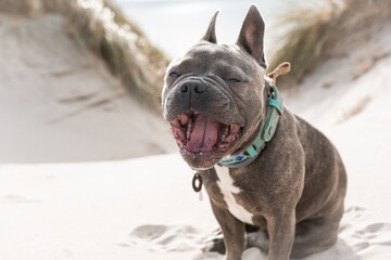 Niedliche Französische Bulldogge sitzt am Strand in den Dünen