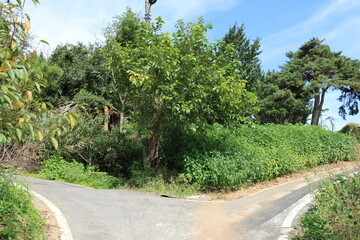 Fototapeta premium road in the park