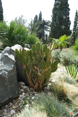 Park in Foros, various cacti. Crimea nature.  © Ольга Суровова