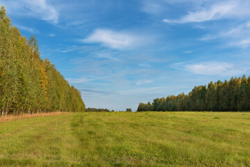 landscape with meadow and forest