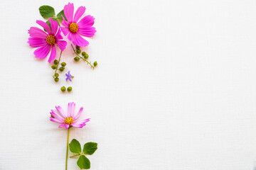colorful pink flowers cosmos  arrangement flat lay postcard style on background white wooden