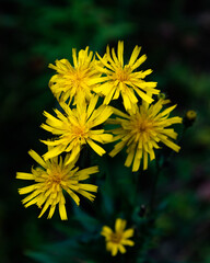 yellow dandelion flower