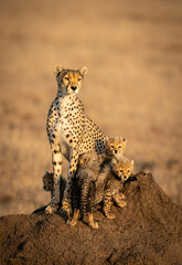 Vertical portrait of a cheetah mother and her four cubs sitting on a big termite mound in Serengeti in Tanzania - obrazy, fototapety, plakaty