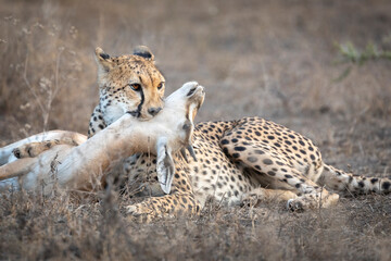 Adult cheetah holding a dead antelope by her teeth lying down in Ndutu in Tanzania