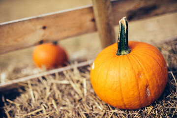 Pumpkin on hay. Halloween and Thanksgiving