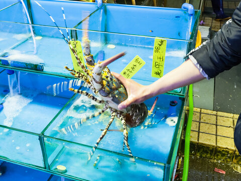 GUANGZHOU, CHINA - MARCH 31, 2107: seller holds langusta on Huangsha Aquatic Product Trading Market in Guangzhou city in spring season. This is the largest fresh water fish market in Southern China