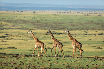 Three adult giraffe walking in line in beautiful light in Masai Mara in Kenya