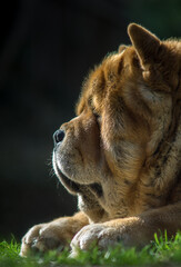 Chow dog face outdoor portait