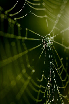 Spider web with morning dew drops