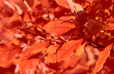 Warm autumn background with ash leaves close up