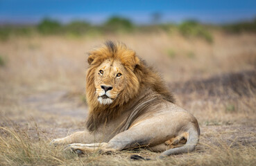 Portrait of a beautiful male lion with big mane lying down in Masai Mara in Kenya