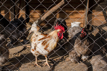 roosters with hens behind the cage on the farm