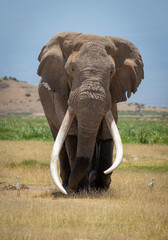 Vertical portrait of a male bull elephant with massive tusks walking towards camera with blue sky...