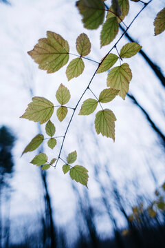 The final Autumn Leaves