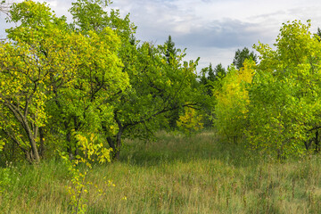 Beginning to turn yellow green trees in the park. Natural rural autumn background.