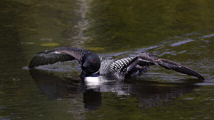 Obraz premium Common Loon