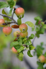 Crab apple Golden Hornet