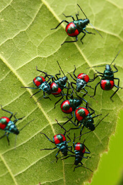Escort of Forest Bugs