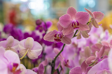 Fototapeta na wymiar Spotted pink orchids on blurred multicolored floral background, selective focus. Natural bright floral background for the designer.