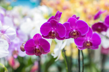 Fototapeta na wymiar Group of purple orchids on blurred multicolored floral background, selective focus. Natural bright floral background for the designer.
