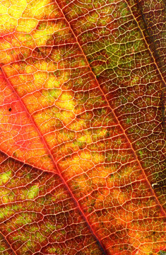 Various fall leaves macro shoot