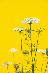 white flowers on yellow background 