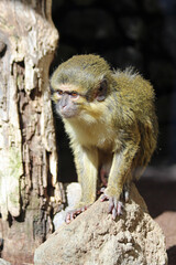 südliche_Zwergmeerkatze