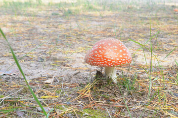 iRed fly agaric closeup in forest. Poisonous mushrooms.